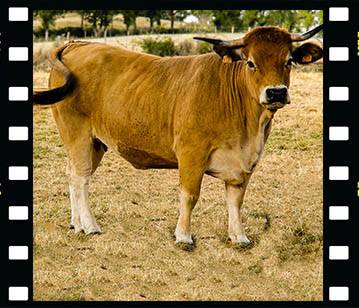 Oh, les vaches !