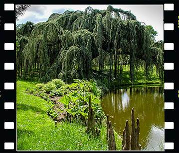 L'arboretum de Châtenay-Malabry
